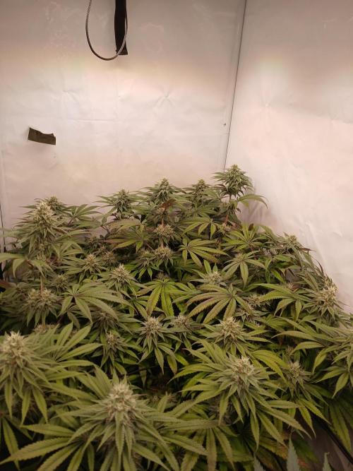 SLHxPC. Week 10