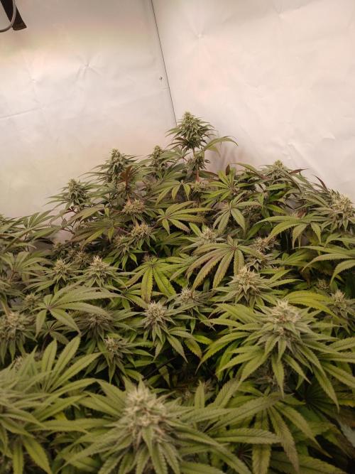 SLHxPC. Week 10