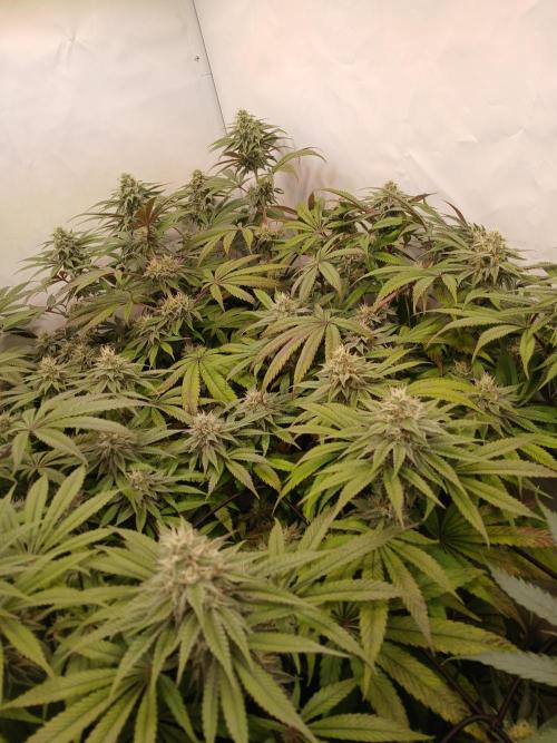 SLHxPC. Week 10
