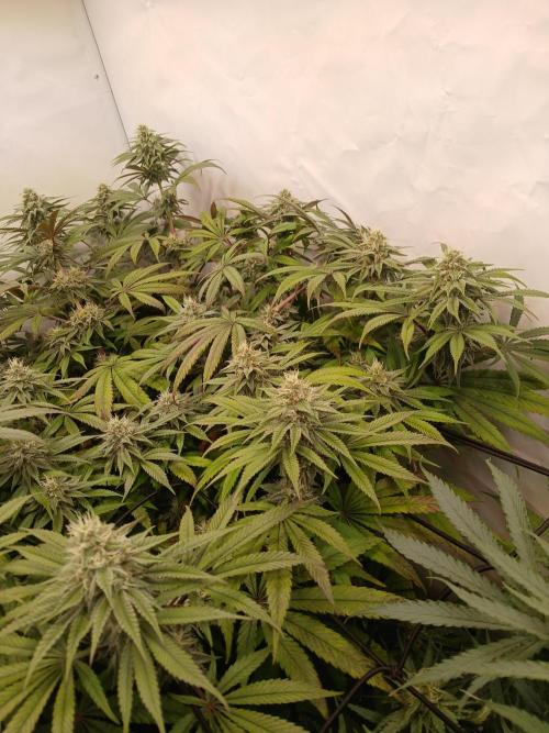SLHxPC. Week 10