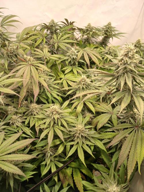 SLHxPC. Week 10