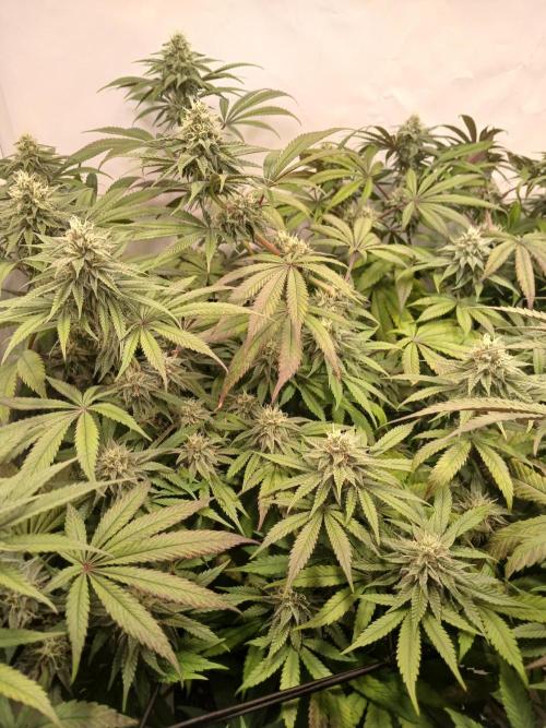 SLHxPC. Week 10