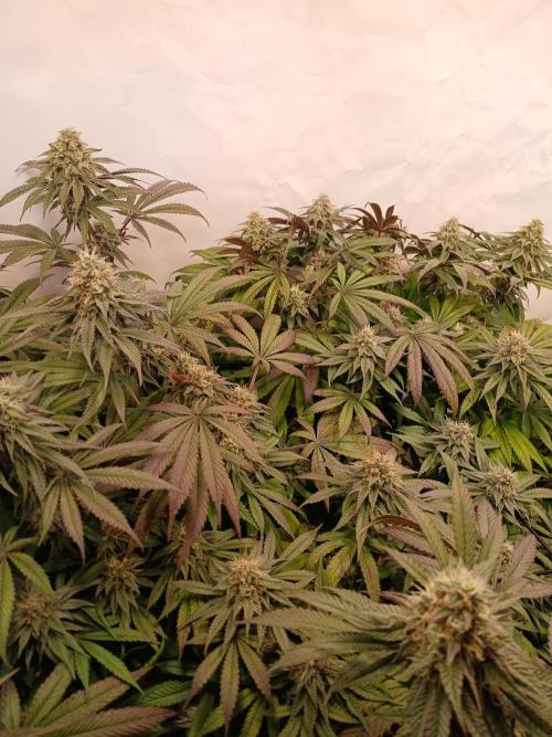 SLHxPC. Week 11