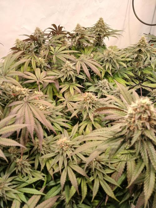 SLHxPC. Week 11