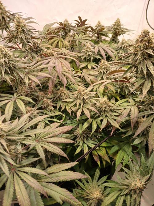 Super Lemon Haze X Pink Candy. Week 11