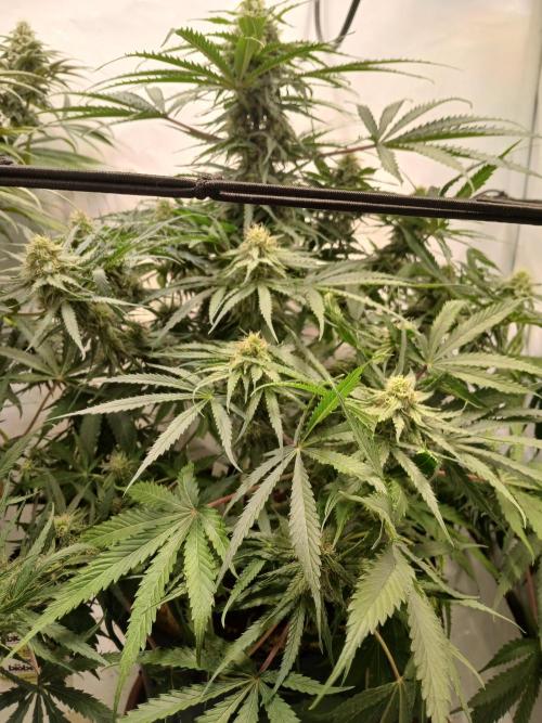 CBD Warlock. Week 10