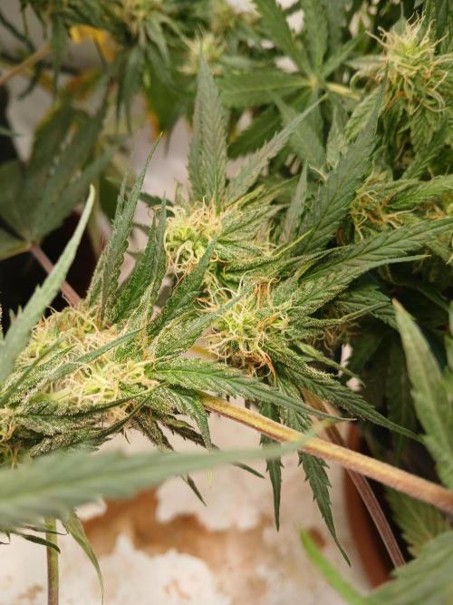 CBD Warlock. Week 10