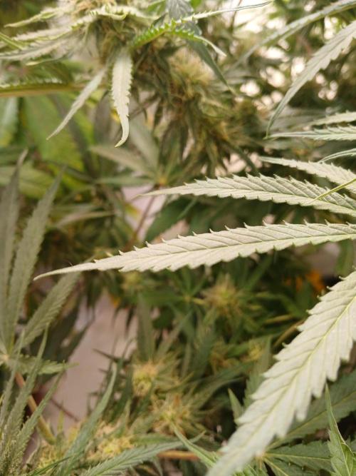CBD Warlock. Week 10