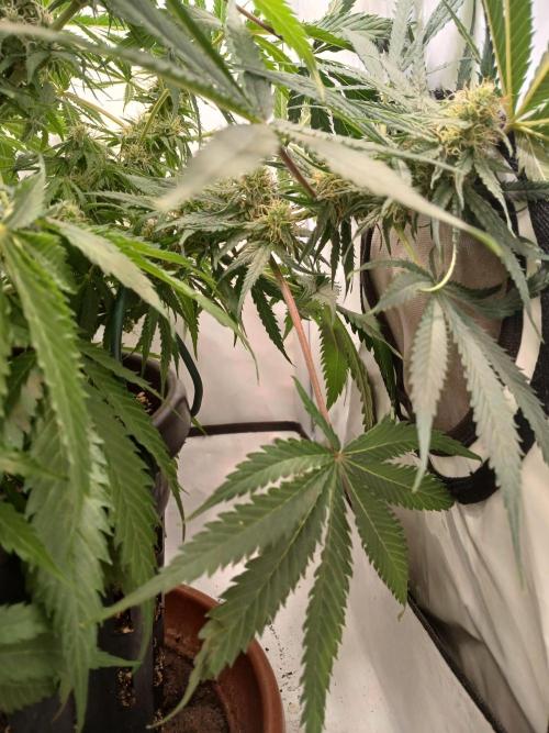 CBD Warlock. Week 10