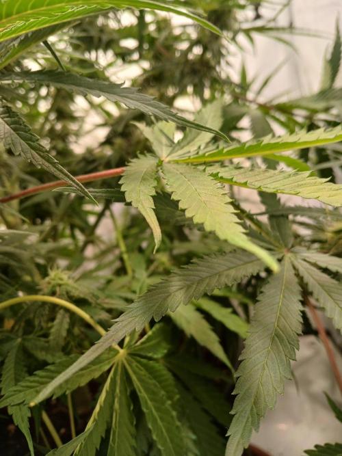 CBD Warlock. Week 10