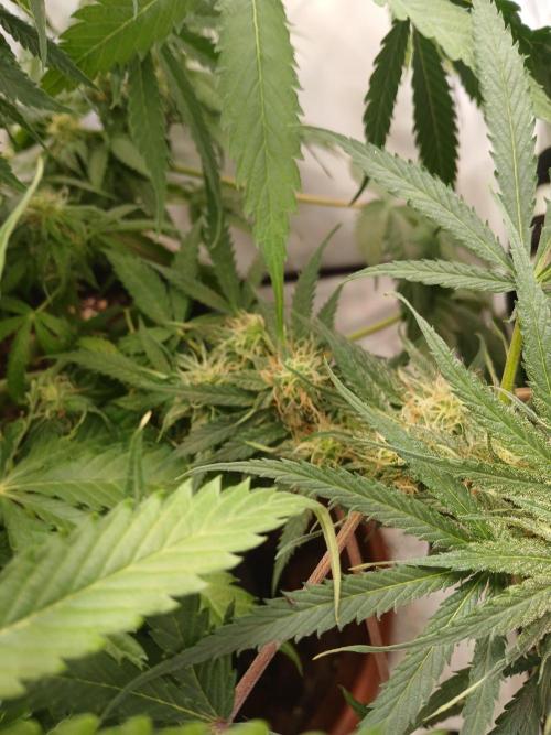CBD Warlock. Week 10