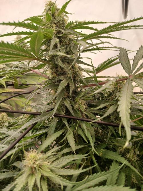 CBD Warlock. Week 10