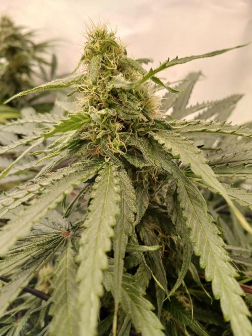CBD Warlock. Week 10