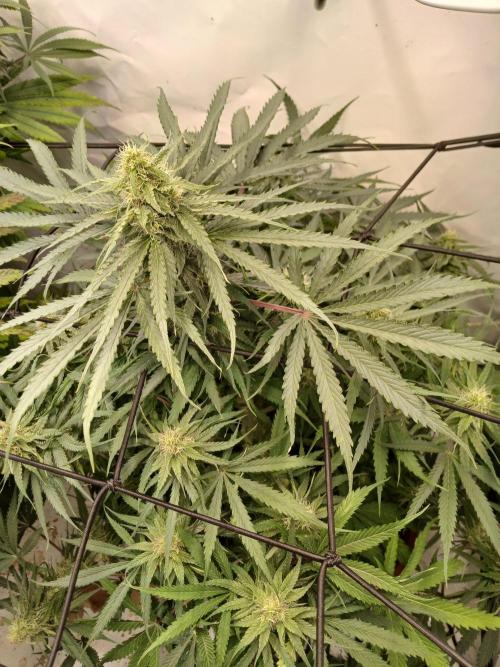 CBD Warlock. Week 10