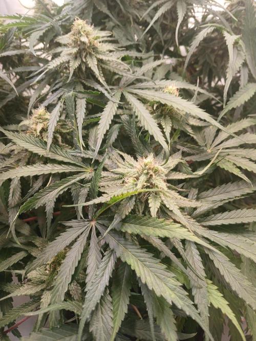 CBD Warlock. Week 11