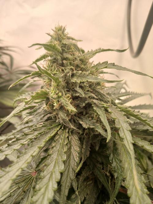 CBD Warlock. Week 11
