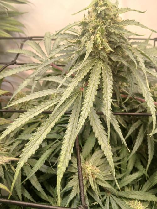 CBD Warlock. Week 11