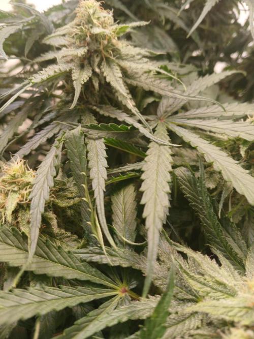 CBD Warlock. Week 11