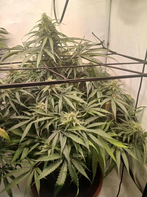CBD Warlock. Week 11