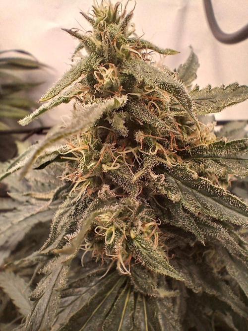 CBD Warlock. Week 11