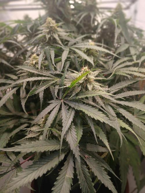 CBD Warlock. Week 11