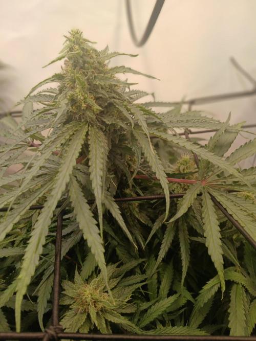 CBD Warlock. Week 11
