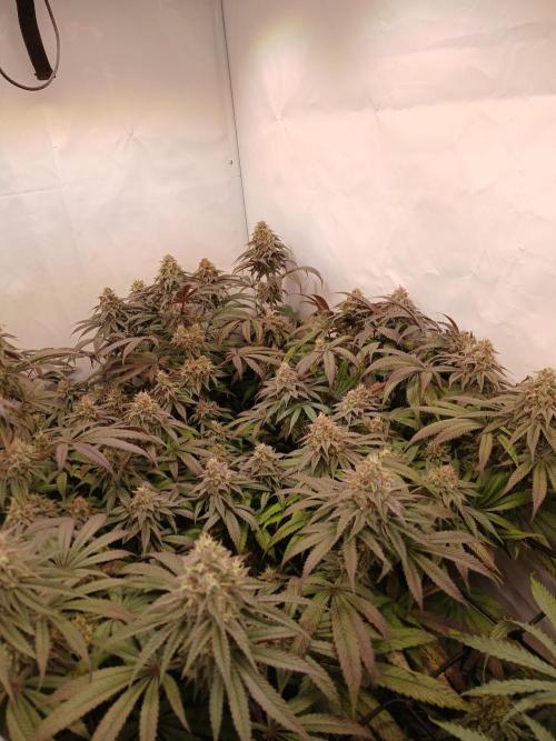 SLHxPC. Week 12