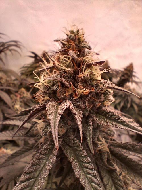 SLHxPC. Week 12