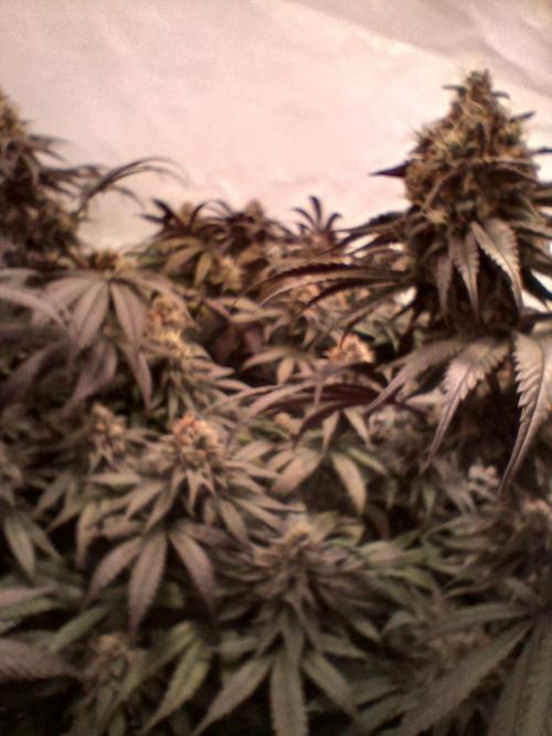SLHxPC. Week 12