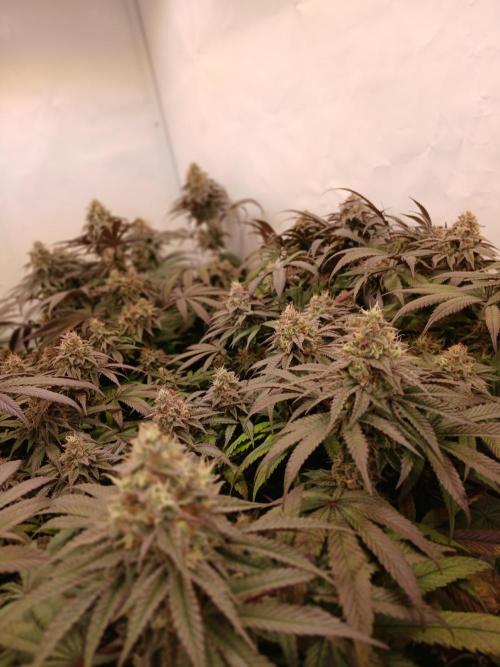 SLHxPC. Week 12