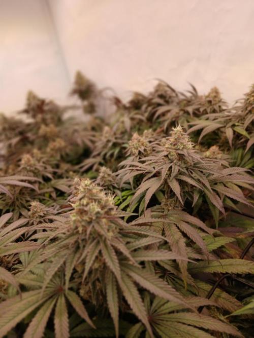 SLHxPC. Week 12