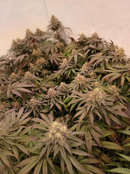 SLHxPC. Week 12
