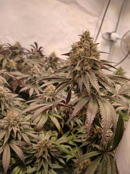 SLHxPC. Week 12