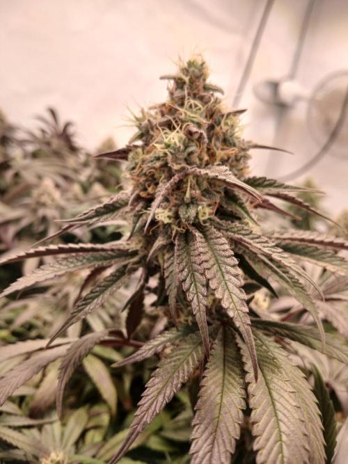 SLHxPC. Week 12