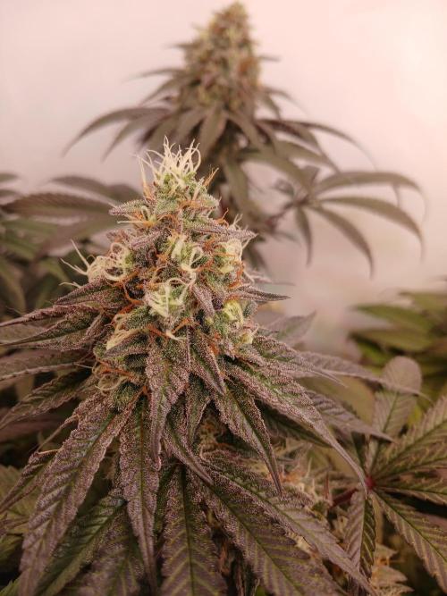 Super Lemon Haze X Pink Candy. Week 12