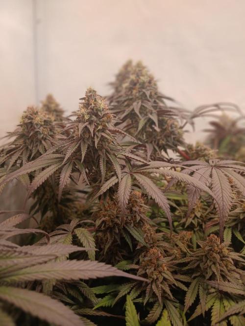 Green House Seed Co. - Super Lemon Haze X Pink Candy by Nebuloso420