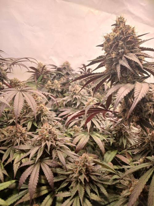 SLHxPC. Week 13