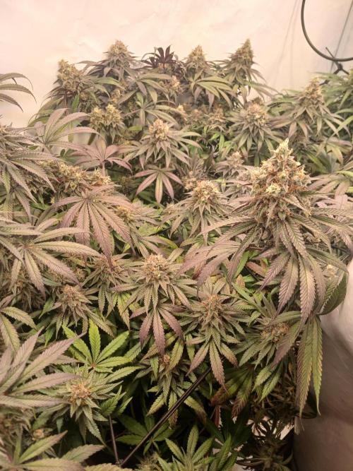 SLHxPC. Week 13