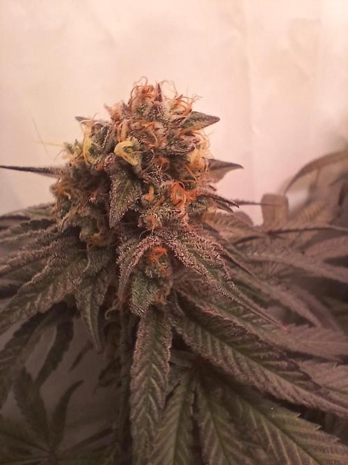 SLHxPC. Week 13