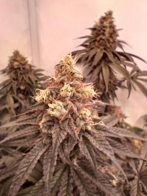 SLHxPC. Week 13