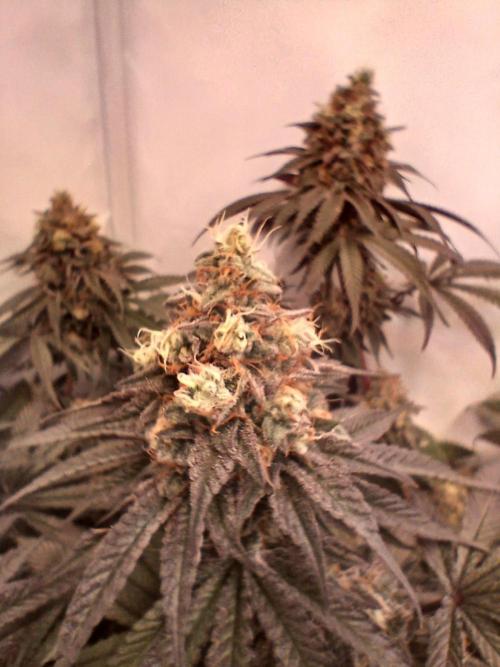 SLHxPC. Week 13