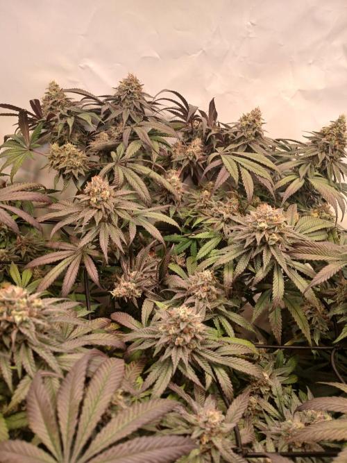 SLHxPC. Week 13