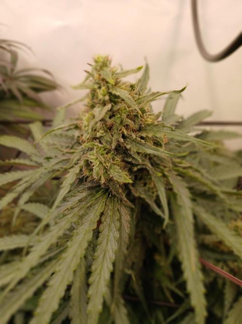 CBD Warlock. Week 12