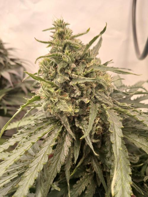 CBD Warlock. Week 12