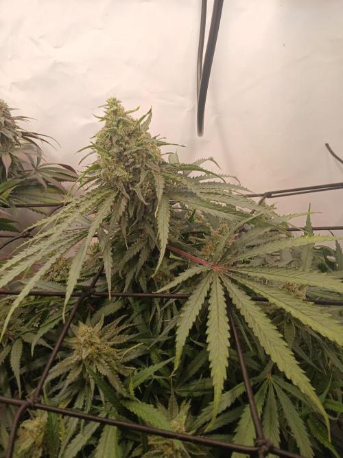 CBD Warlock. Week 12