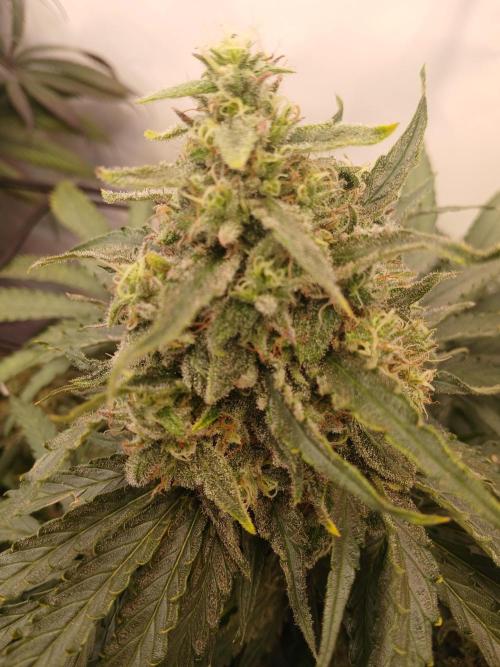 CBD Warlock. Week 12