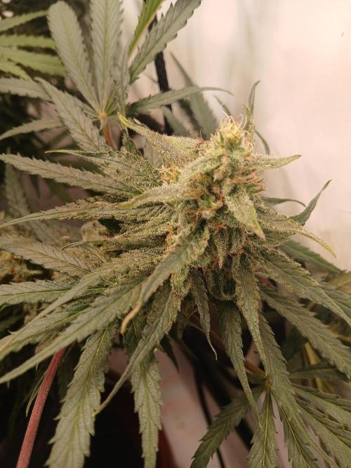 CBD Warlock. Week 12