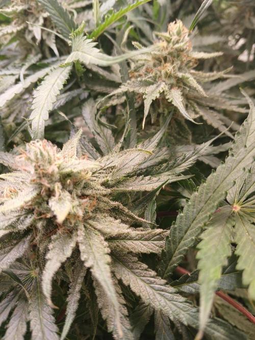 CBD Warlock. Week 12