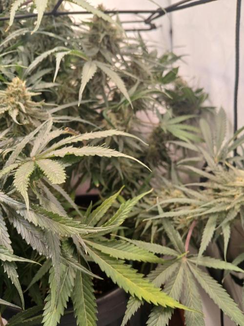 CBD Warlock. Week 12