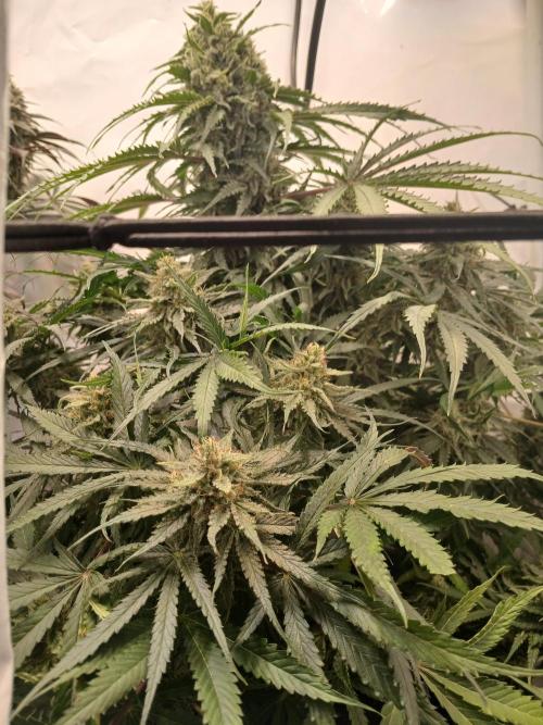 CBD Warlock. Week 12